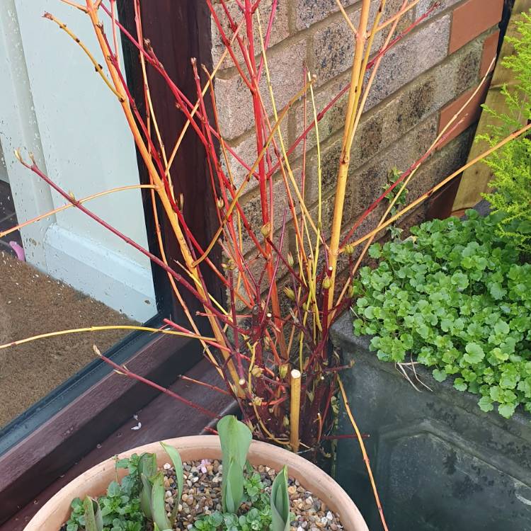 Plant image Cornus sanguinea 'Midwinter Fire'