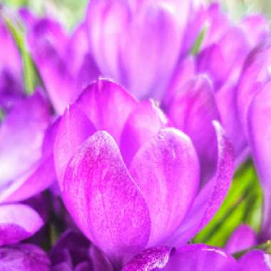 Crocus tommasinianus 'Ruby Giant'