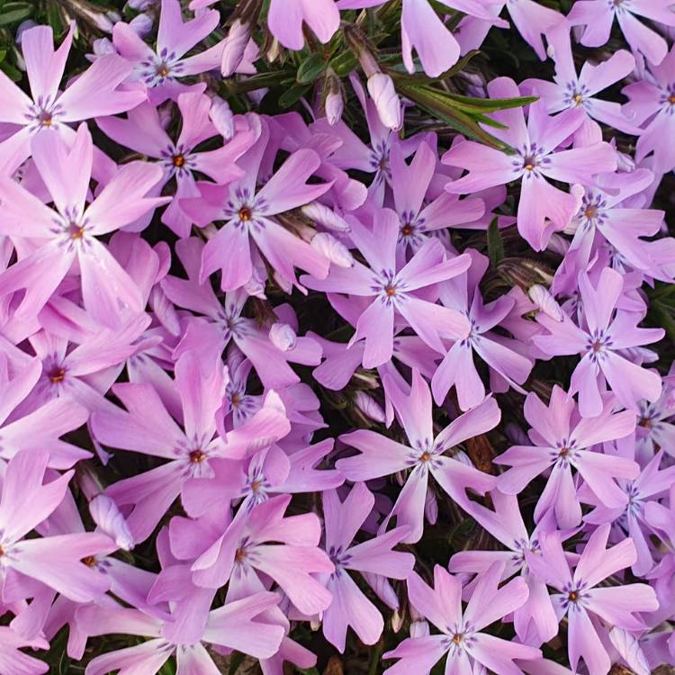 Plant image Phlox subulata