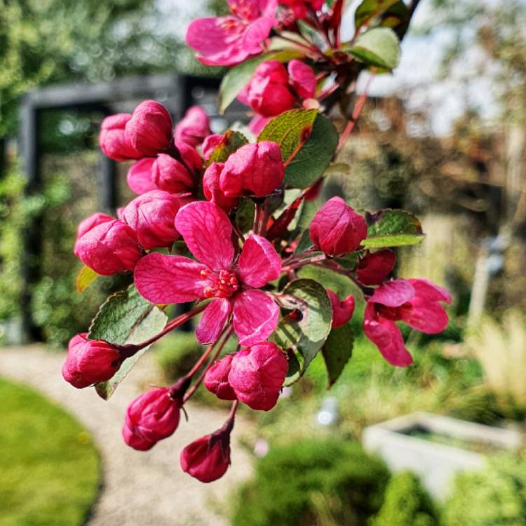 Plant image Malus 'Prairifire' syn. Malus 'Prairiefire', Malus 'Prairie Fire'