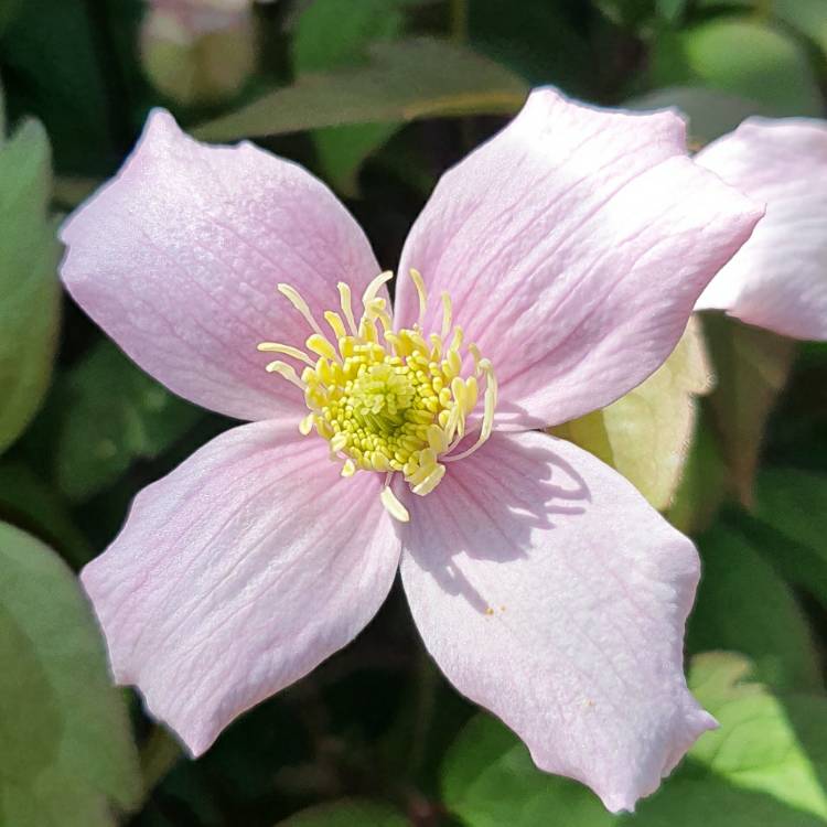 Plant image Clematis montana