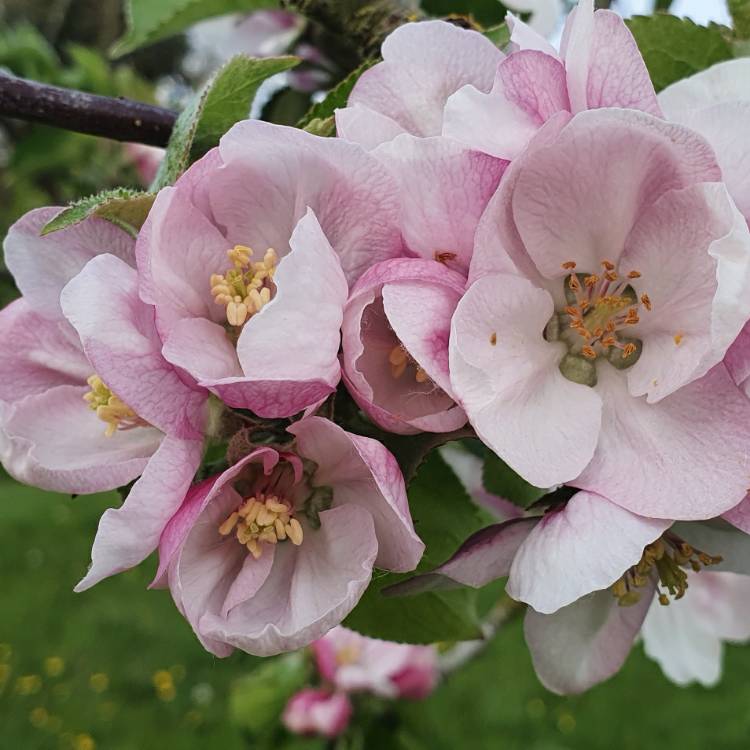 Plant image Malus domestica 'Red Falstaff'