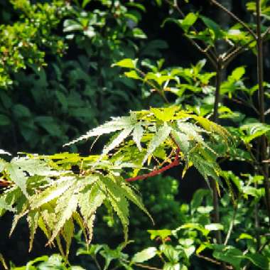 Acer palmatum 'Sango-Kaku'