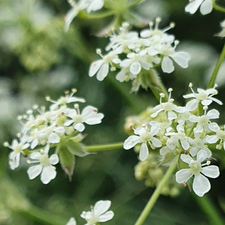 Plant image Anthriscus sylvestris