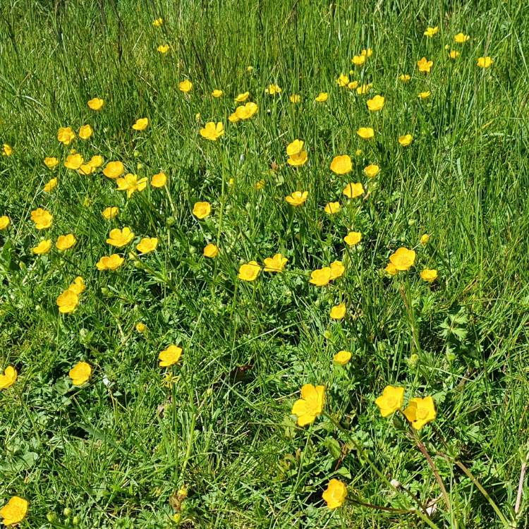 Plant image Ranunculus acris