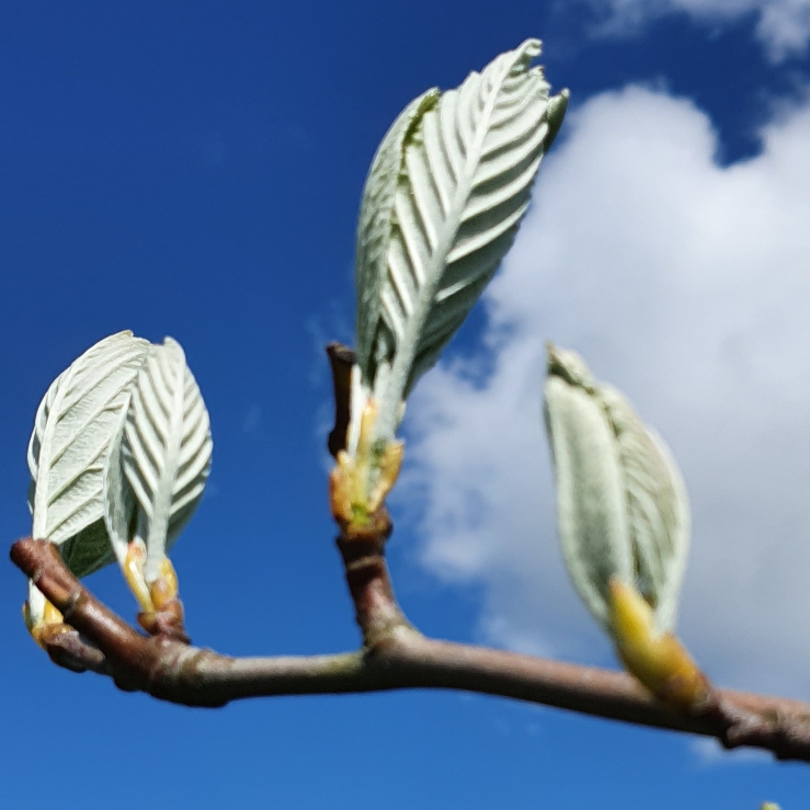 Plant image Sorbus aria