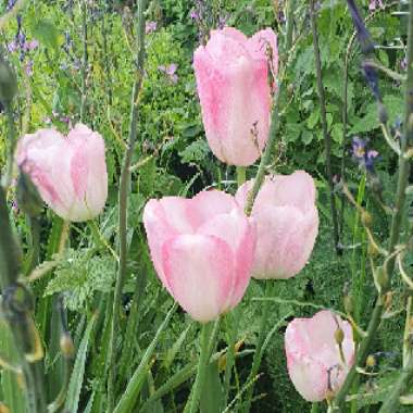 Tulipa 'Blushing Girl'