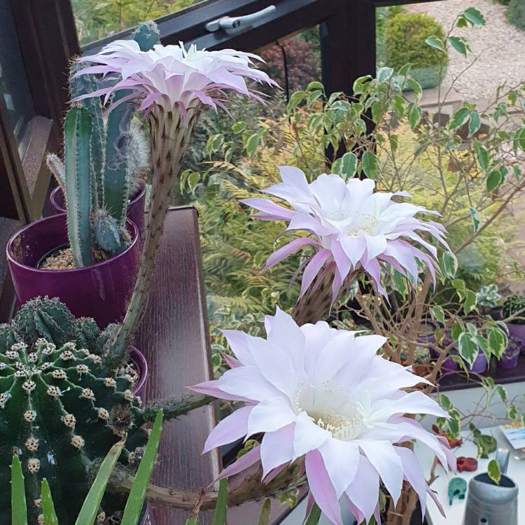 Plant image Echinopsis  syn. Lobiviopsis