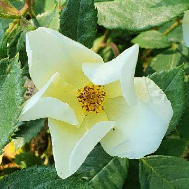 Rosa 'Ausfence' syn. Rosa 'Kew Gardens'