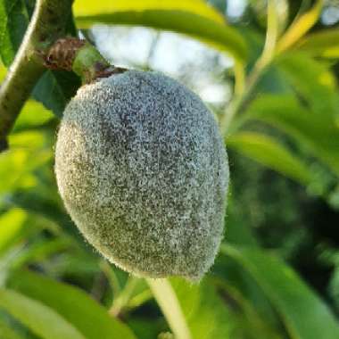 Prunus dulcis 'Robijn'