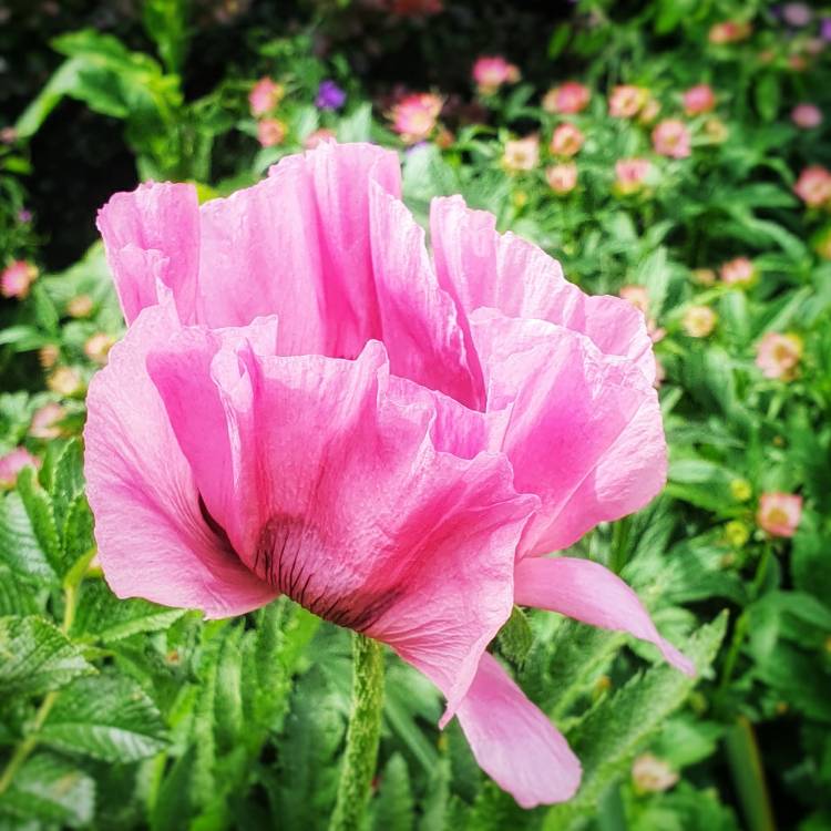 Plant image Papaver orientale 'Carneum'