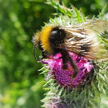 Silybum marianum