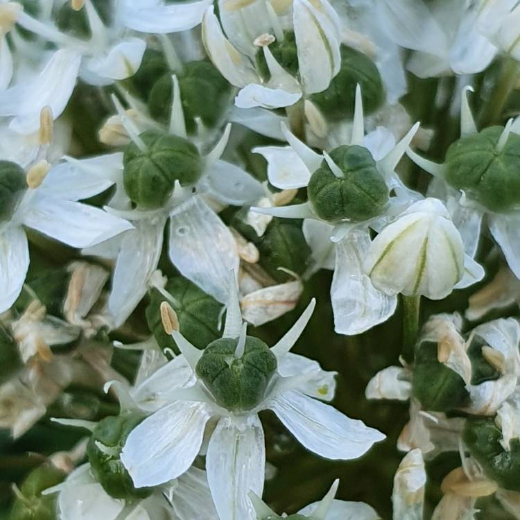 Plant image Allium nigrum syn. Allium multibulbosum, Allium nigrum var. multibulbosum