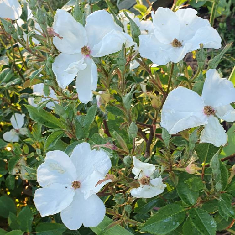 Plant image Rosa 'Ausfence' syn. Rosa 'Kew Gardens'