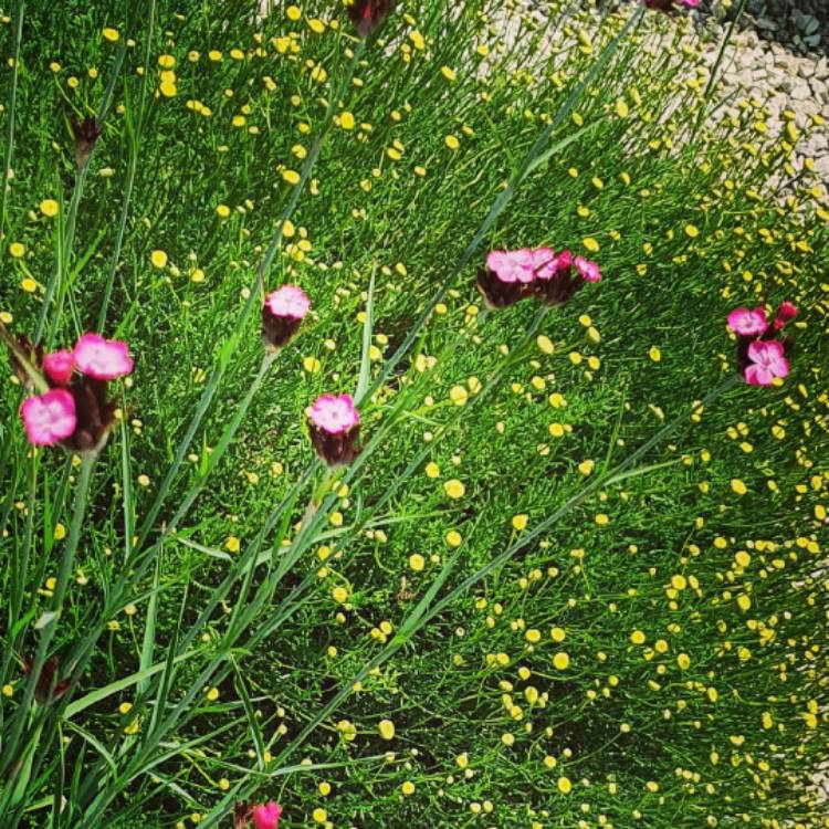 Plant image Santolina Chamaecyparissus 'Edward Bowles'