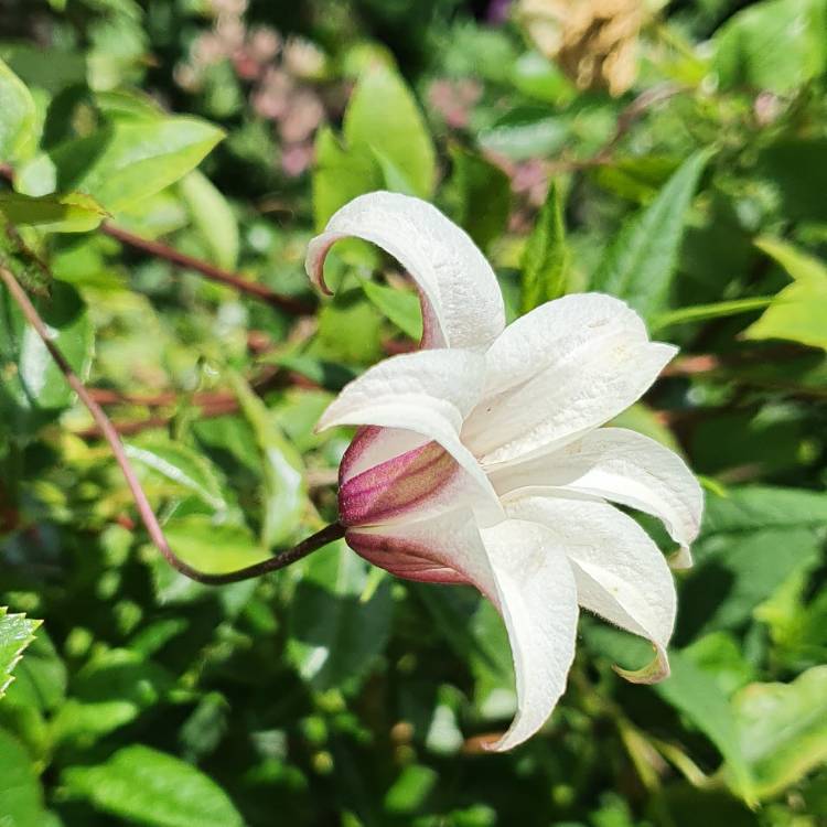 Plant image Clematis 'Princess Kate' syn. Clematis 'Zoprika'