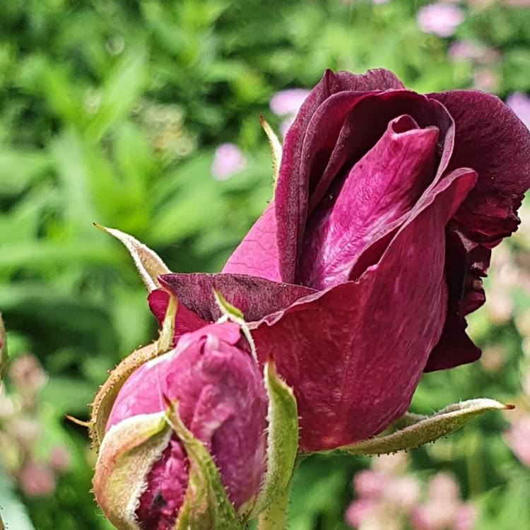 Plant image Rosa 'Prose' syn. Rosa 'Burgundy Iceberg', Rosa 'Burgundy Ice'