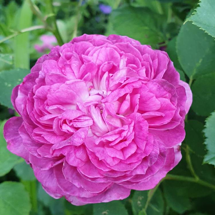 Plant image Rosa 'Reine des Violettes' syn. Rosa 'Queen of the Violets'