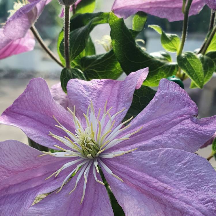 Plant image Clematis 'Comtesse De Bouchaud'