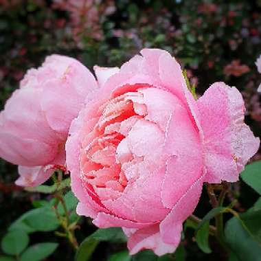 Rosa 'Ausgrab' syn. Rosa 'The Alnwick Rose', Rosa 'Alnwick Castle'