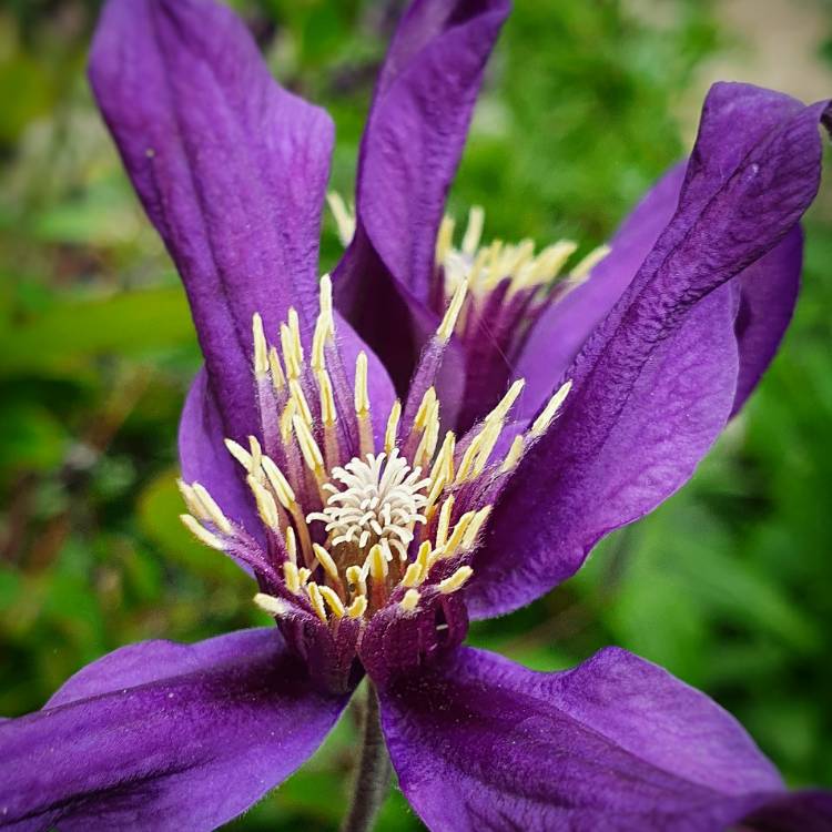 Plant image Clematis 'Petit Faucon Evisix'