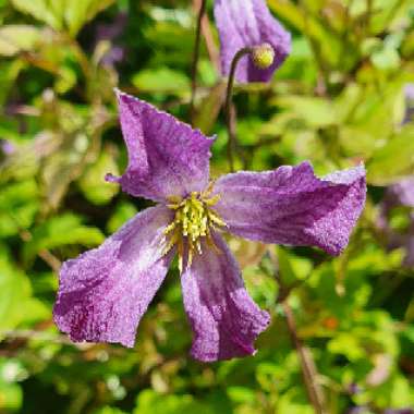 Clematis viticella