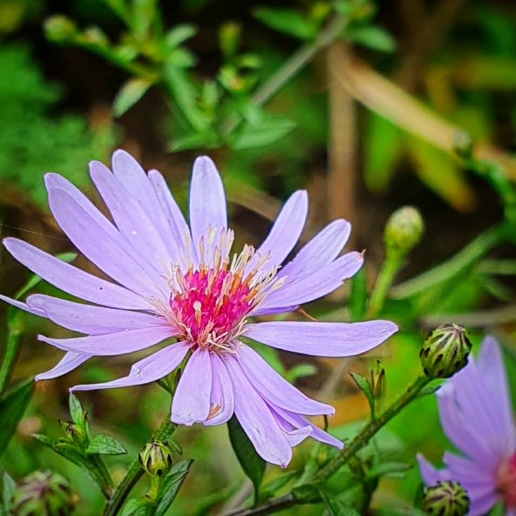 Plant image Symphyotrichum cordifolium 'Little Carlow'