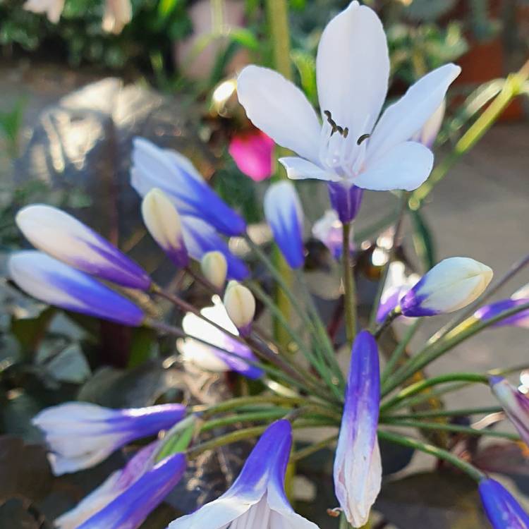 Plant image Agapanthus 'Ambic001' syn. Agapanthus 'Twister', Agapanthus 'Indigo Frost'