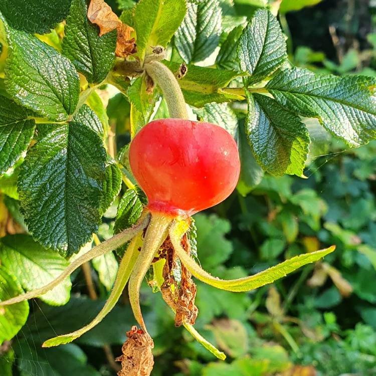 Plant image Rosa rugosa 'Pink'