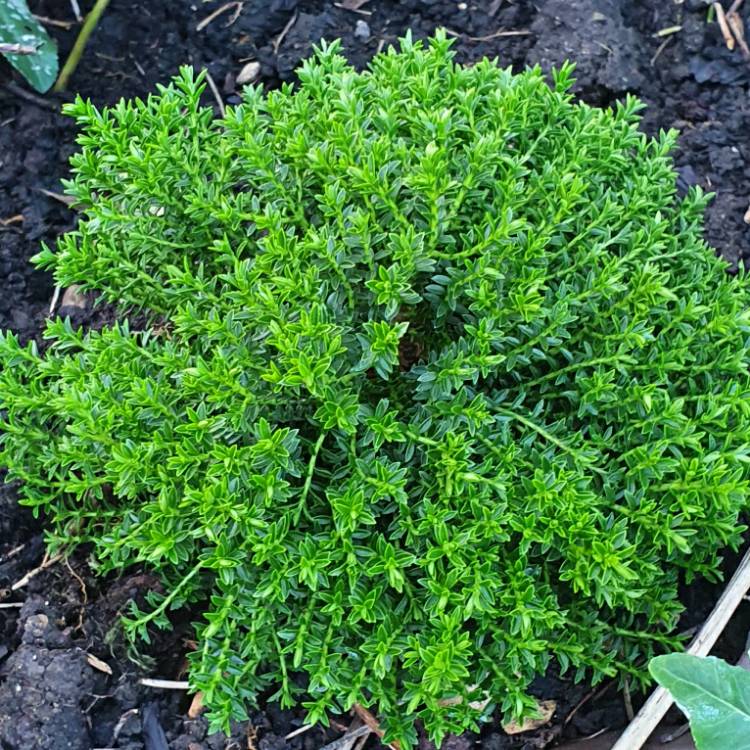 Plant image Hebe 'Emerald Green' syn. Hebe 'Green Globe'