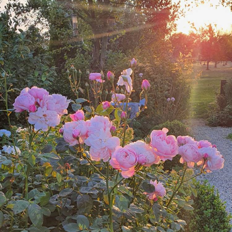 Plant image Rosa 'Ausgrab' syn. Rosa 'The Alnwick Rose', Rosa 'Alnwick Castle'