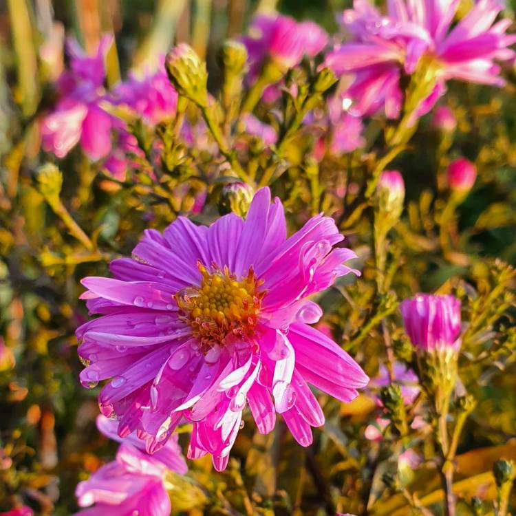 Plant image Aster 'Little Pink Beauty'