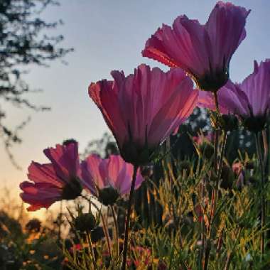 Cosmos bipinnatus 'Red Dazzler'