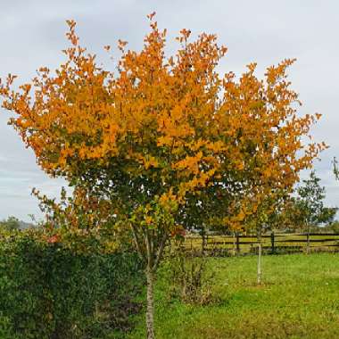 Crataegus persimilis 'Prunifolia'