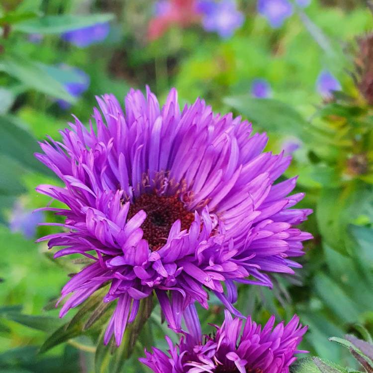 Plant image Aster novae-angliae 'Purple Dome'