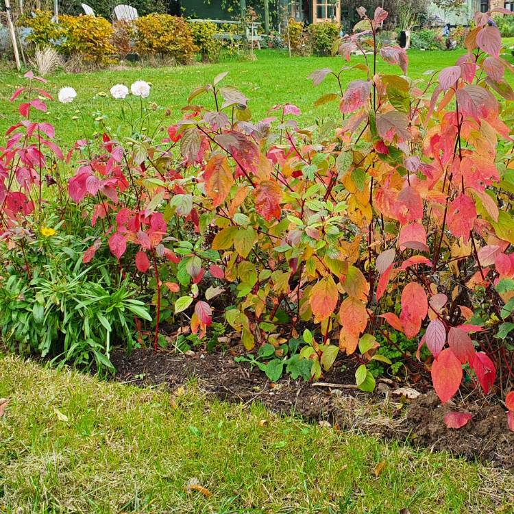 Plant image Cornus sanguinea