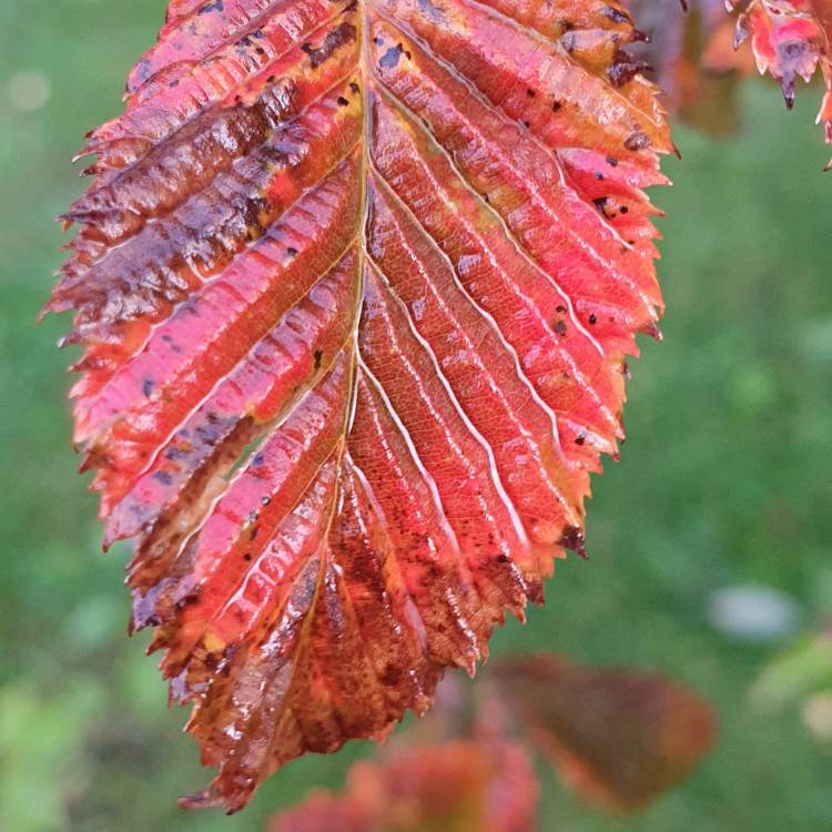 Plant image Carpinus betulus 'Rockhampton Red'