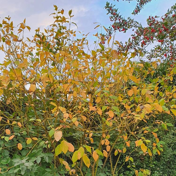 Plant image Cornus sericea 'Flaviramea' syn. Cornus stolonifera 'Flaviramea'