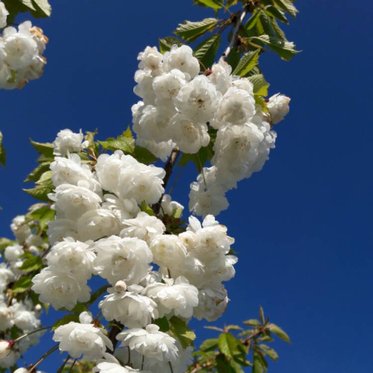 Prunus Avium 'plena', Double White Cherry 'plena' - Uploaded By @michelleh