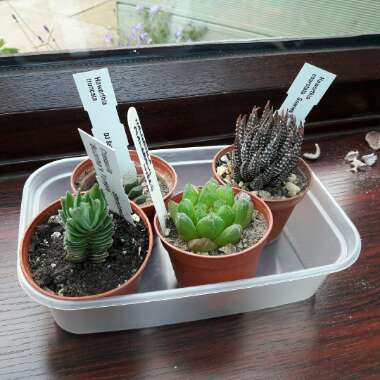 Haworthia