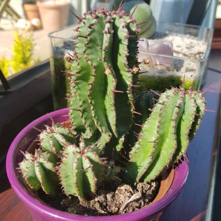 Plant image Euphorbia Polygona