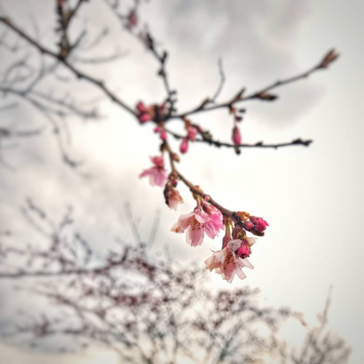 Plant image Prunus x subhirtella 'Autumnalis'