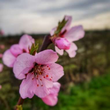 Prunus dulcis 'Robijn'