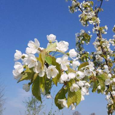 Prunus avium subsp. avium