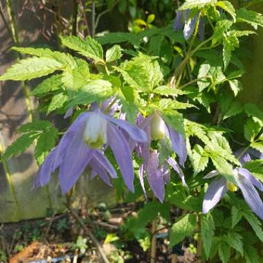 Clematis alpina