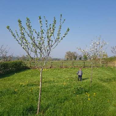 Prunus domestica subsp. italica