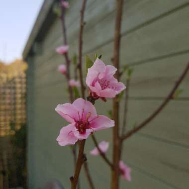 Prunus persica 'Peregrine'