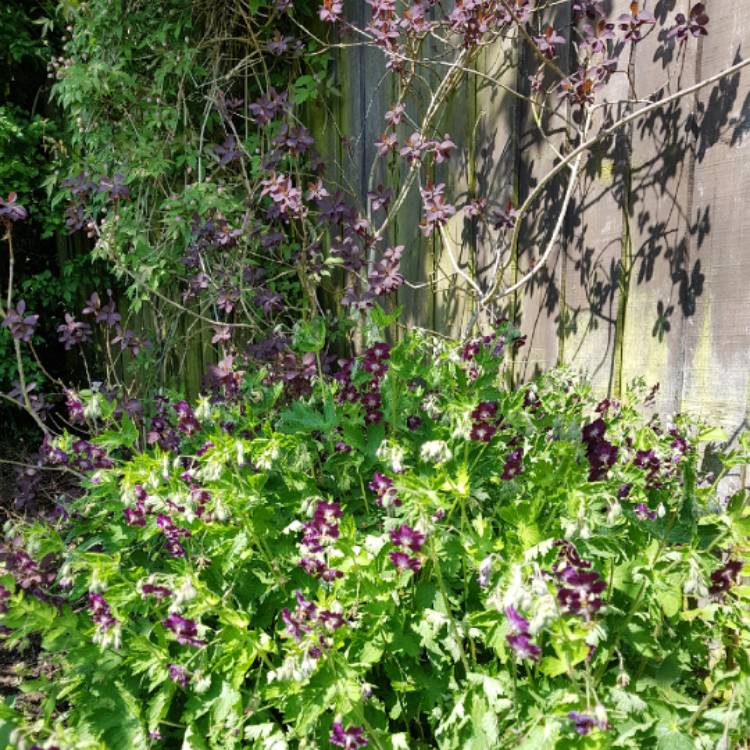 Plant image Geranium phaeum 'Raven'