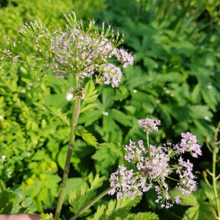 Plant image Chaerophyllum hirsutum Rostrum