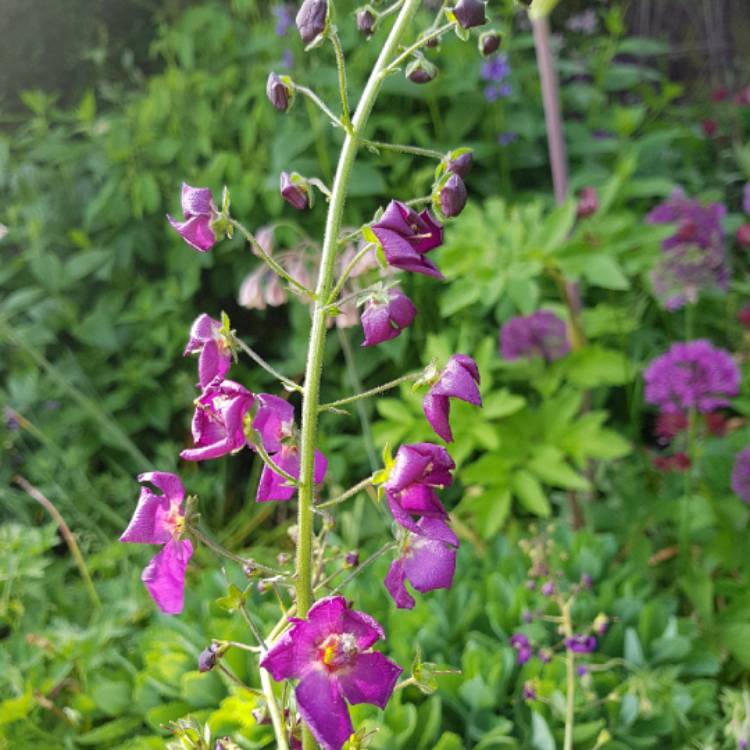 Plant image Verbascum phoeniceum 'Violetta'